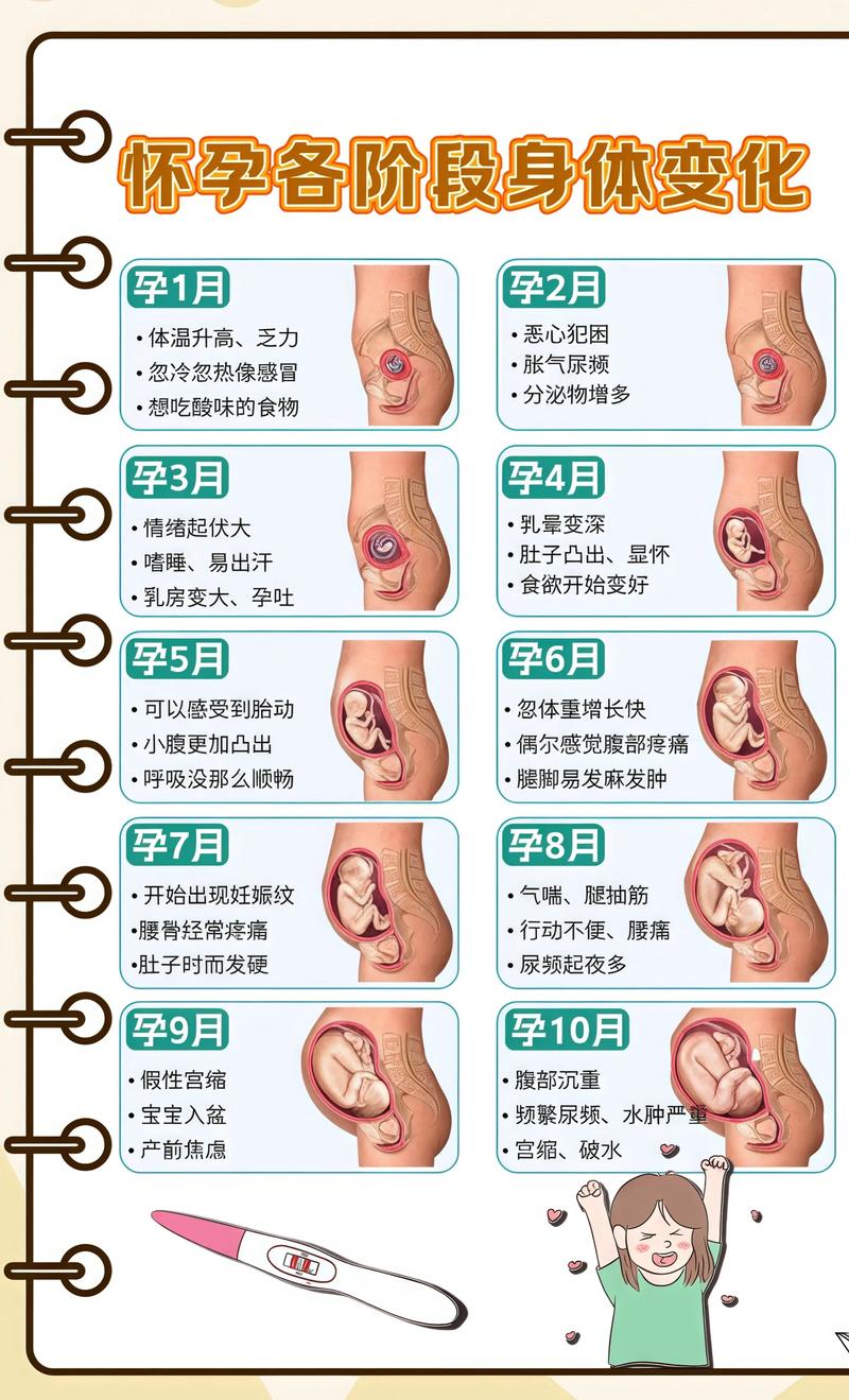 揭秘供卵代孕妈妈怀孕小腹分两节，孕期变化的奥秘东莞代生机构: